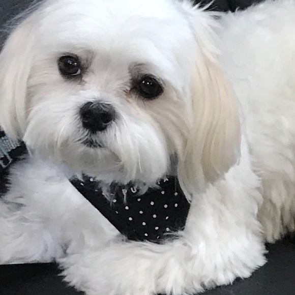 Meet your Posher, Meg - Picture 1 of 3